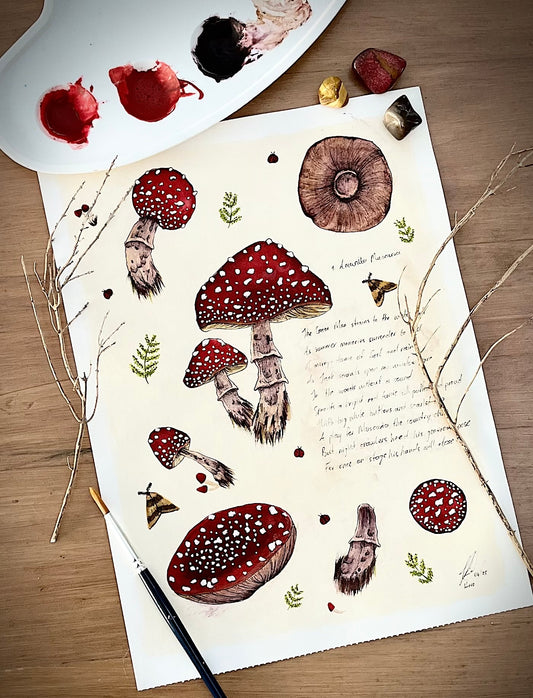 Amanita Muscaria
